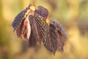Corylus m. 'Purpurea' 175-200 cm met kluit struik - afbeelding 7