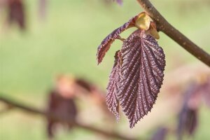 Corylus m. 'Purpurea' 175-200 cm met kluit struik - afbeelding 6