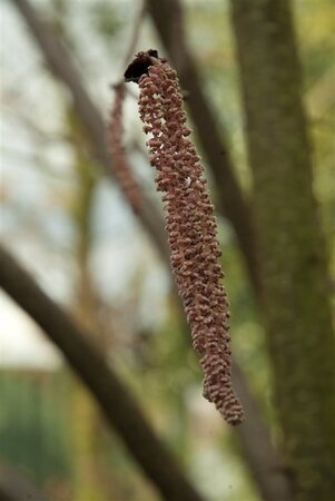 Corylus m. 'Purpurea' 200-250 cm met kluit struik - afbeelding 1
