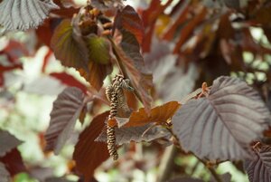 Corylus m. 'Purpurea' 200-250 cm met kluit struik - afbeelding 11