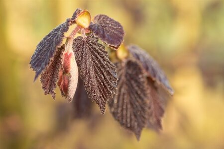 Corylus m. 'Purpurea' 200-250 cm met kluit struik - afbeelding 7