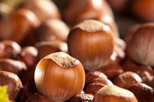 Corylus m. 'Purpurea' 40-60 cm container - afbeelding 3