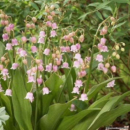 Convallaria maj. 'Rosea' geen maat specificatie 0,55L/P9cm - afbeelding 2