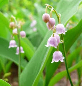 Convallaria maj. 'Rosea' geen maat specificatie 0,55L/P9cm - afbeelding 2