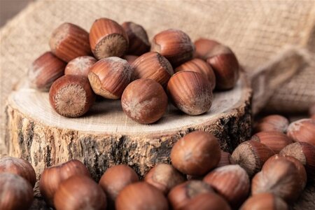 Corylus m. 'Wunder aus Bollweiler' 125-150 cm met kluit solitair