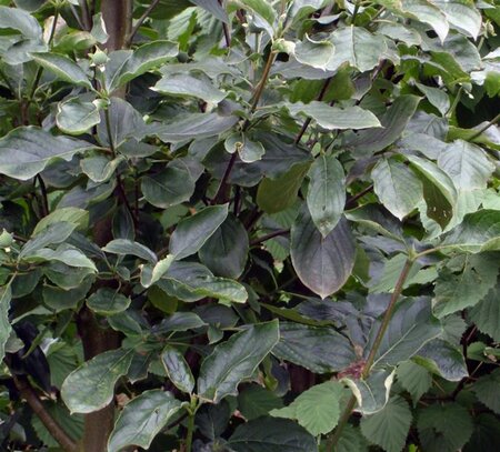 Cornus nuttallii 'Monarch' 60-80 cm met kluit - afbeelding 2