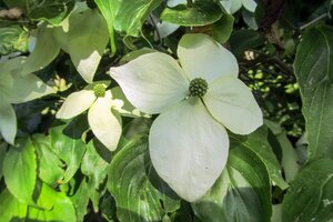 Cornus nuttallii 100-125 cm met kluit - afbeelding 8