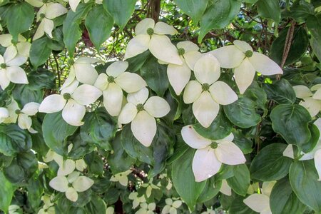 Cornus nuttallii 60-80 cm met kluit - afbeelding 4