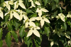 Cornus nuttallii 60-80 cm met kluit - afbeelding 8