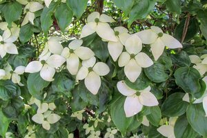 Cornus nuttallii 80-100 cm met kluit - afbeelding 5