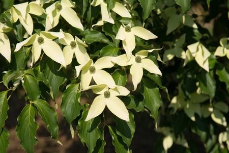 Cornus nuttallii 80-100 cm met kluit - afbeelding 9