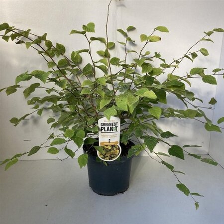 Corylopsis pauciflora 30-40 cm cont. 3,0L