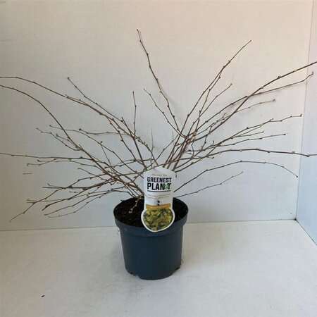 Corylopsis pauciflora 30-40 cm cont. 3,0L - afbeelding 3