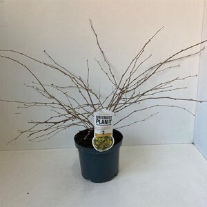 Corylopsis pauciflora 30-40 cm cont. 3,0L - afbeelding 3