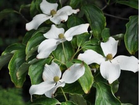 Cornus 'Porlock' 60-80 cm met kluit struik