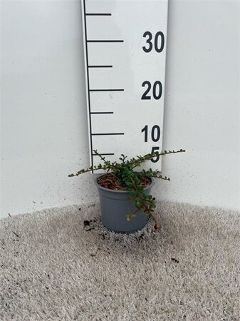 Cotoneaster pr. 'Queen of Carpets' geen maat specificatie cont. 1,3L