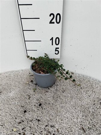 Cotoneaster pr. 'Streib's Findling' geen maat specificatie cont. 1,3L - afbeelding 2