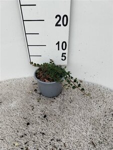 Cotoneaster pr. 'Streib's Findling' geen maat specificatie cont. 1,3L - afbeelding 2