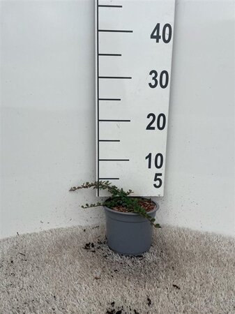 Cotoneaster pr. 'Streib's Findling' geen maat specificatie cont. 1,3L - afbeelding 3