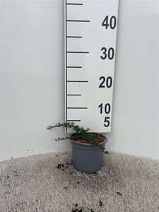 Cotoneaster pr. 'Streib's Findling' geen maat specificatie cont. 1,3L - afbeelding 3