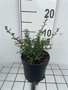 Cotoneaster pr. 'Streib's Findling' geen maat specificatie cont. 1,3L