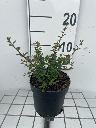 Cotoneaster pr. 'Streib's Findling' geen maat specificatie cont. 1,3L - afbeelding 4