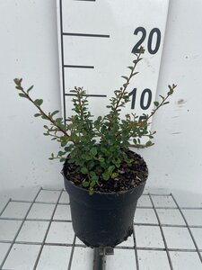 Cotoneaster pr. 'Streib's Findling' geen maat specificatie cont. 1,3L - afbeelding 4