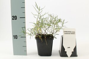 Coreopsis r. 'American Dream' geen maat specificatie 0,55L/P9cm - afbeelding 2