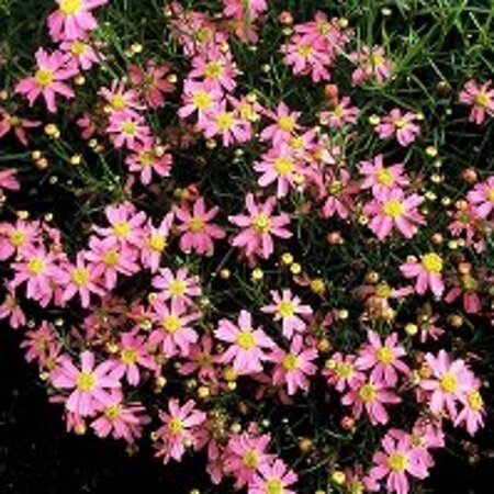 Coreopsis r. 'American Dream' geen maat specificatie 0,55L/P9cm - afbeelding 4