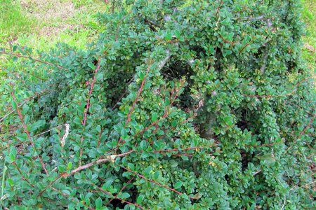 Cotoneaster radicans 'Eichholz' 25-30 cm cont. 3,0L - afbeelding 1