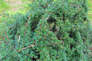 Cotoneaster radicans 'Eichholz' 25-30 cm cont. 3,0L