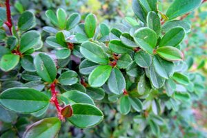 Cotoneaster radicans 'Eichholz' 25-30 cm cont. 3,0L - afbeelding 2