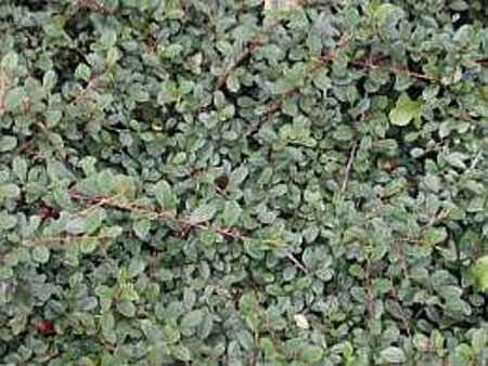 Cotoneaster radicans 'Eichholz' 25-30 cm cont. 3,0L - afbeelding 3