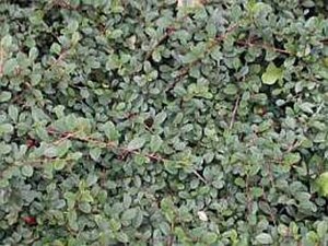 Cotoneaster radicans 'Eichholz' 25-30 cm cont. 3,0L - afbeelding 3