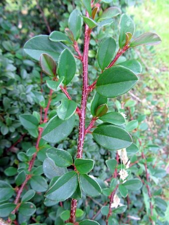 Cotoneaster radicans 'Eichholz' 25-30 cm cont. 3,0L - afbeelding 4