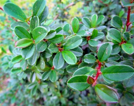 Cotoneaster radicans 'Eichholz' 30-40 cm cont. 3,0L - afbeelding 1