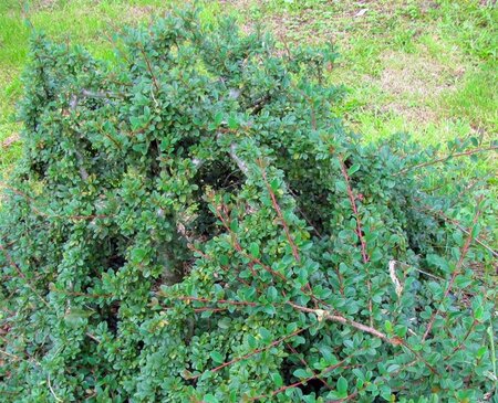 Cotoneaster radicans 'Eichholz' 30-40 cm cont. 3,0L - afbeelding 3