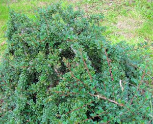 Cotoneaster radicans 'Eichholz' 30-40 cm cont. 3,0L - afbeelding 3