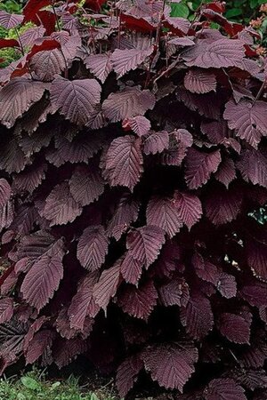 Corylus 'Rode Zellernoot' 60-100 cm wortelgoed 3-5 tak struik - afbeelding 2