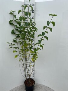 Cornus sanguinea 100-125 cm cont. 5,0L