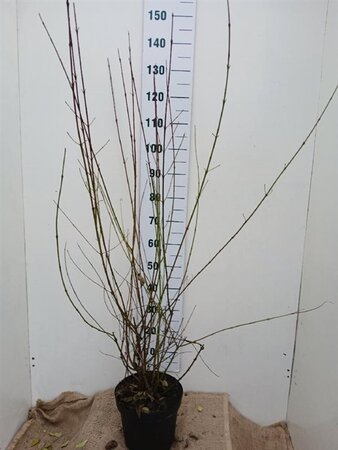 Cornus sanguinea 100-125 cm cont. 7,5L