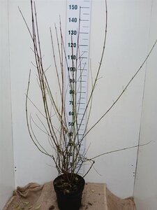 Cornus sanguinea 100-125 cm cont. 7,5L