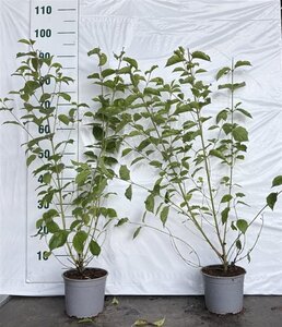 Cornus sanguinea 40-60 cm cont. 2,0L