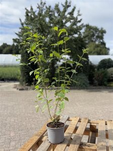 Cornus sanguinea 40-60 cm cont. 2,0L - afbeelding 2