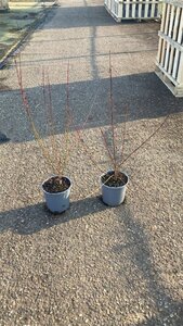 Cornus sanguinea 40-60 cm cont. 2,5L