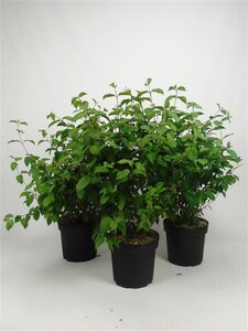 Cornus sanguinea 60-80 cm cont. 7,5L - afbeelding 2