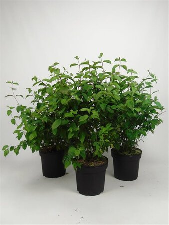 Cornus sanguinea 80-100 cm cont. 7,5L