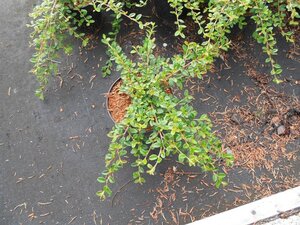 Cotoneaster suec. 'Coral Beauty' 30-40 cm cont. 1,5L - afbeelding 2