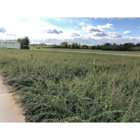 Cotoneaster suec. 'Coral Beauty' 30-40 cm cont. 1,5L - afbeelding 1