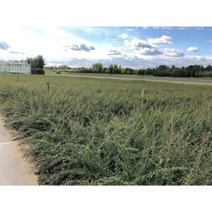 Cotoneaster suec. 'Coral Beauty' 30-40 cm cont. 1,5L